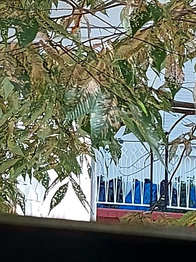 Hopea odorata — search result for 'Cambodia'