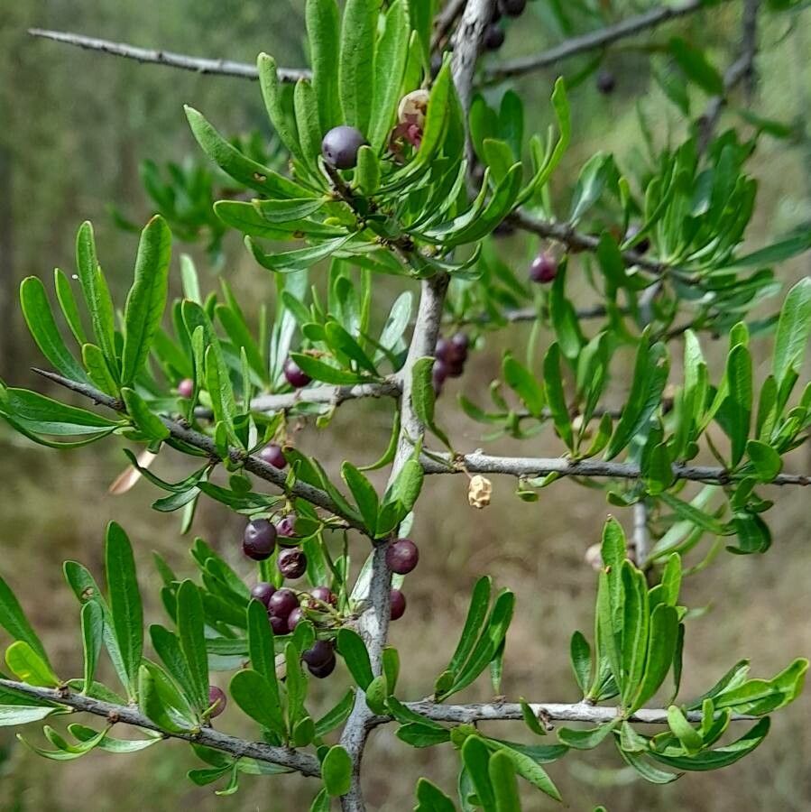 Schinus fasciculata leaf