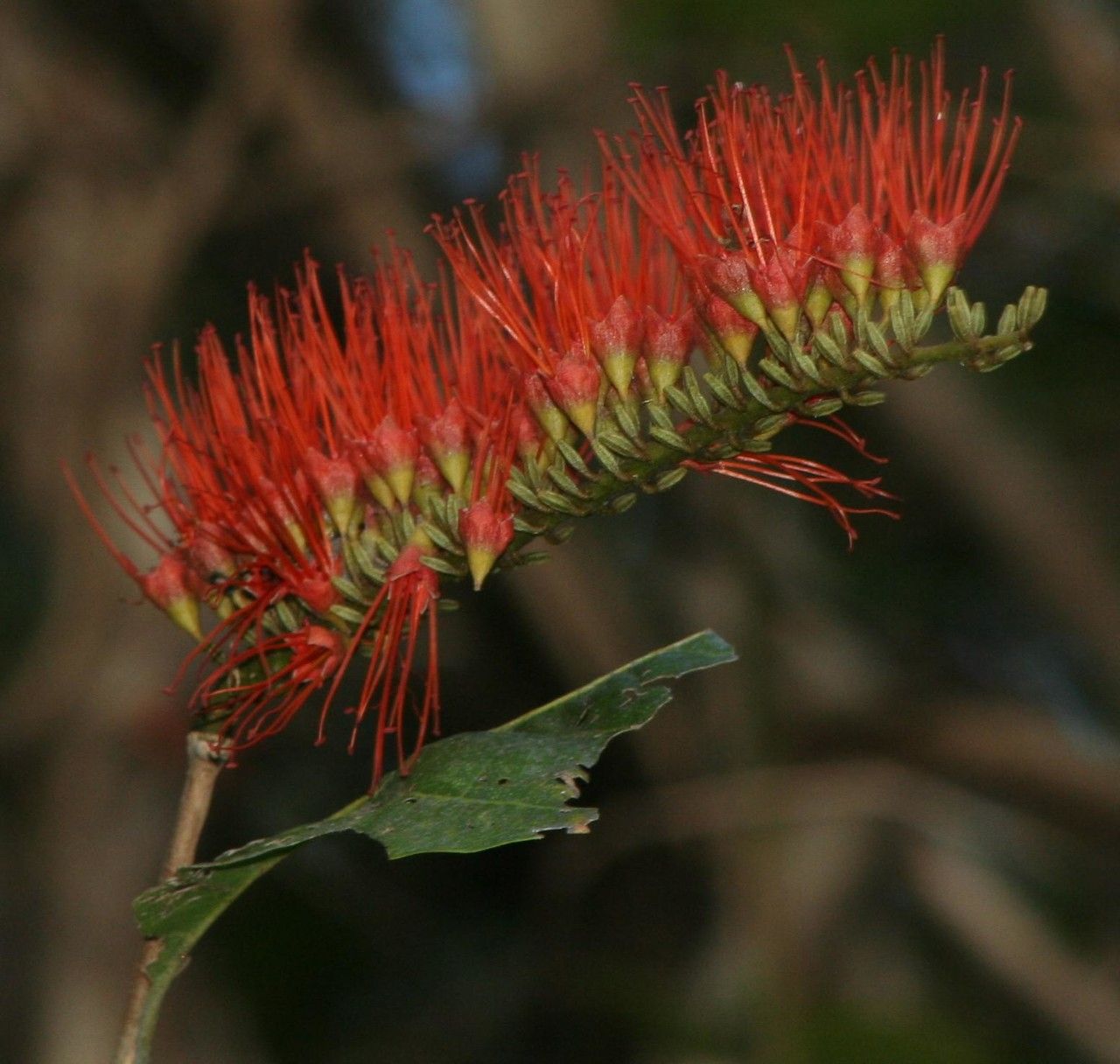 Combretum farinosum flower