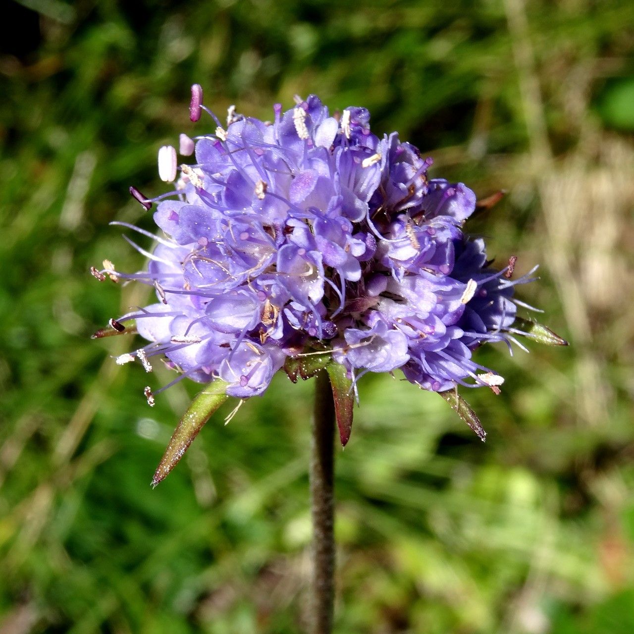 Succisa pratensis flower