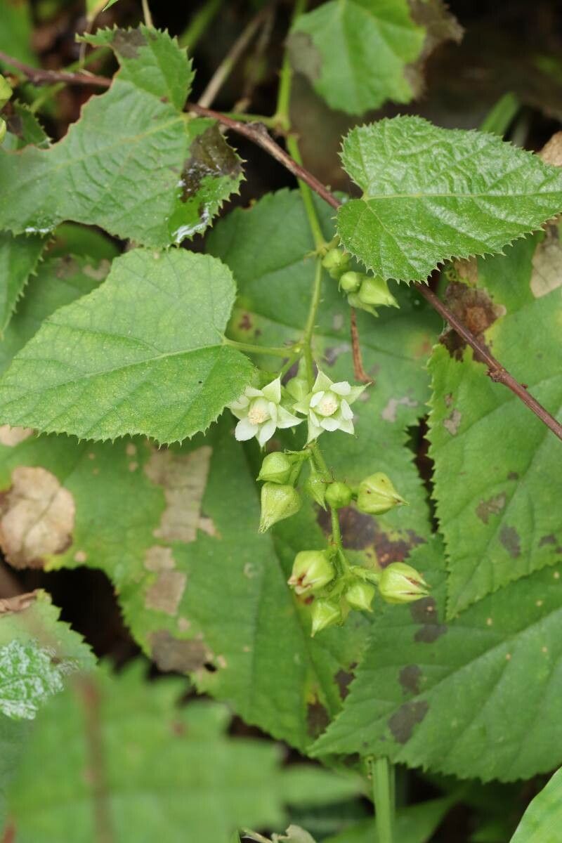 Rubus hakonensis — houseplant care guide