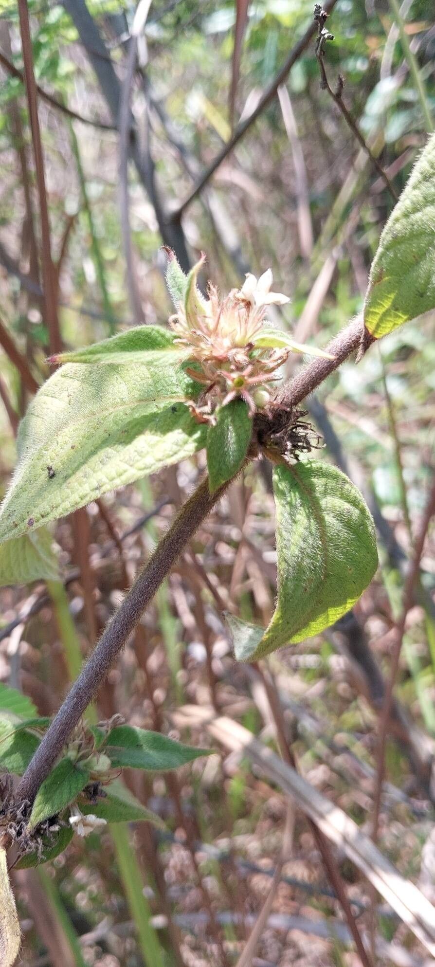 Sabicea acuminata other