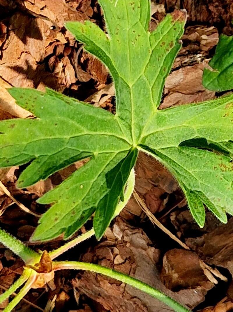 Geranium koreanum — houseplant care guide