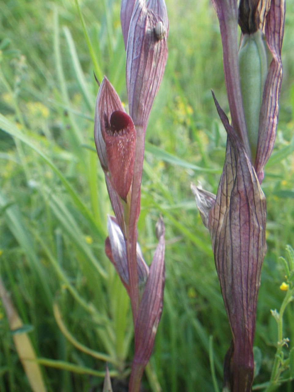 Serapias × broeckii habit