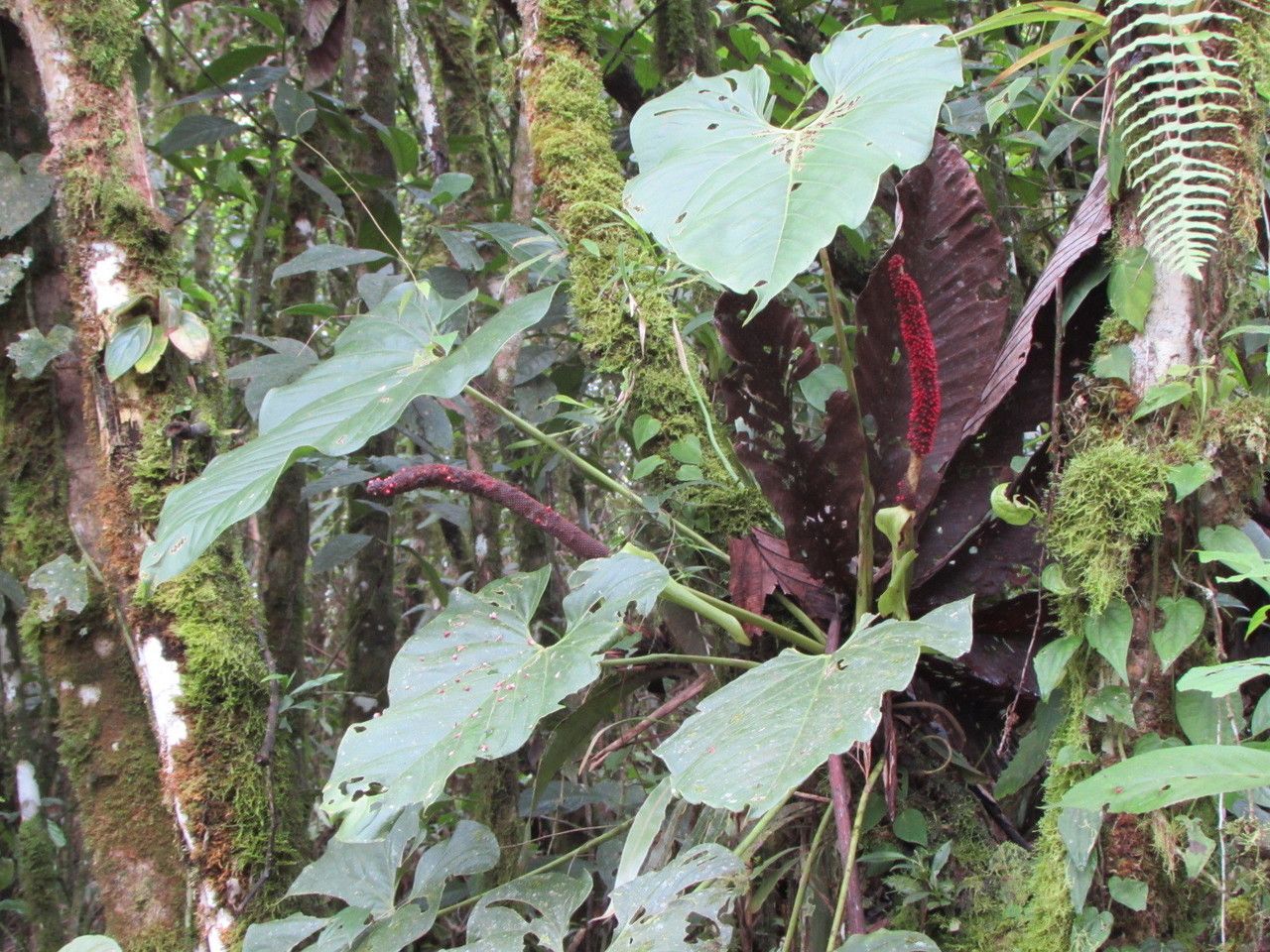 Anthurium ravenii — houseplant care guide