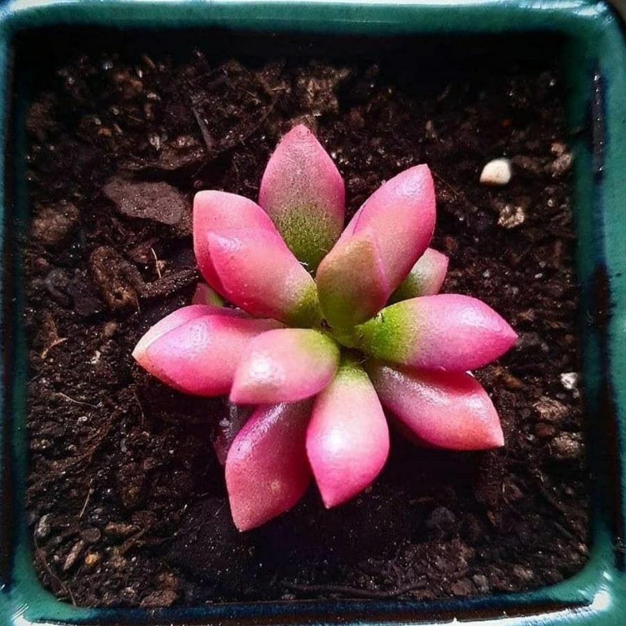 Anacampseros telephiastrum flower