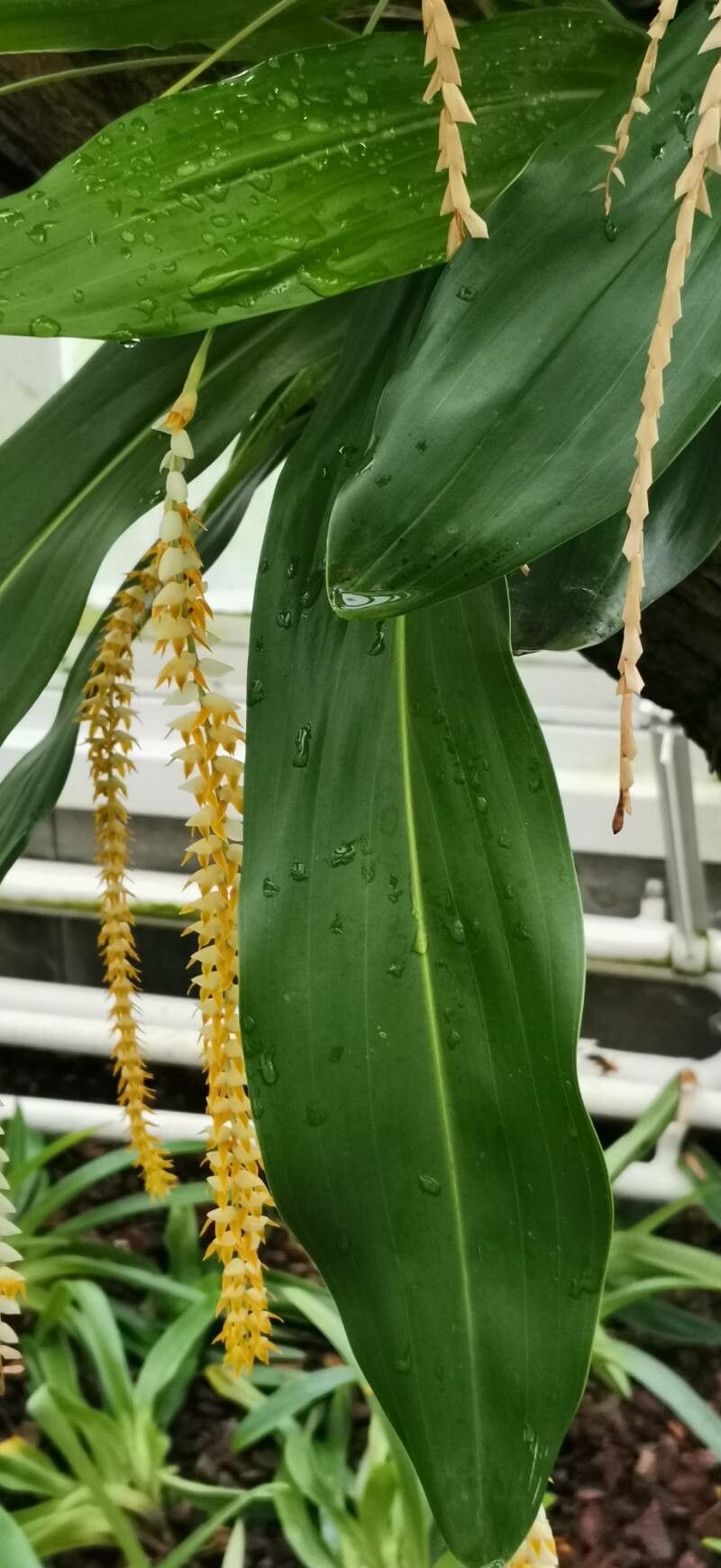 Coelogyne latifolia — houseplant care guide