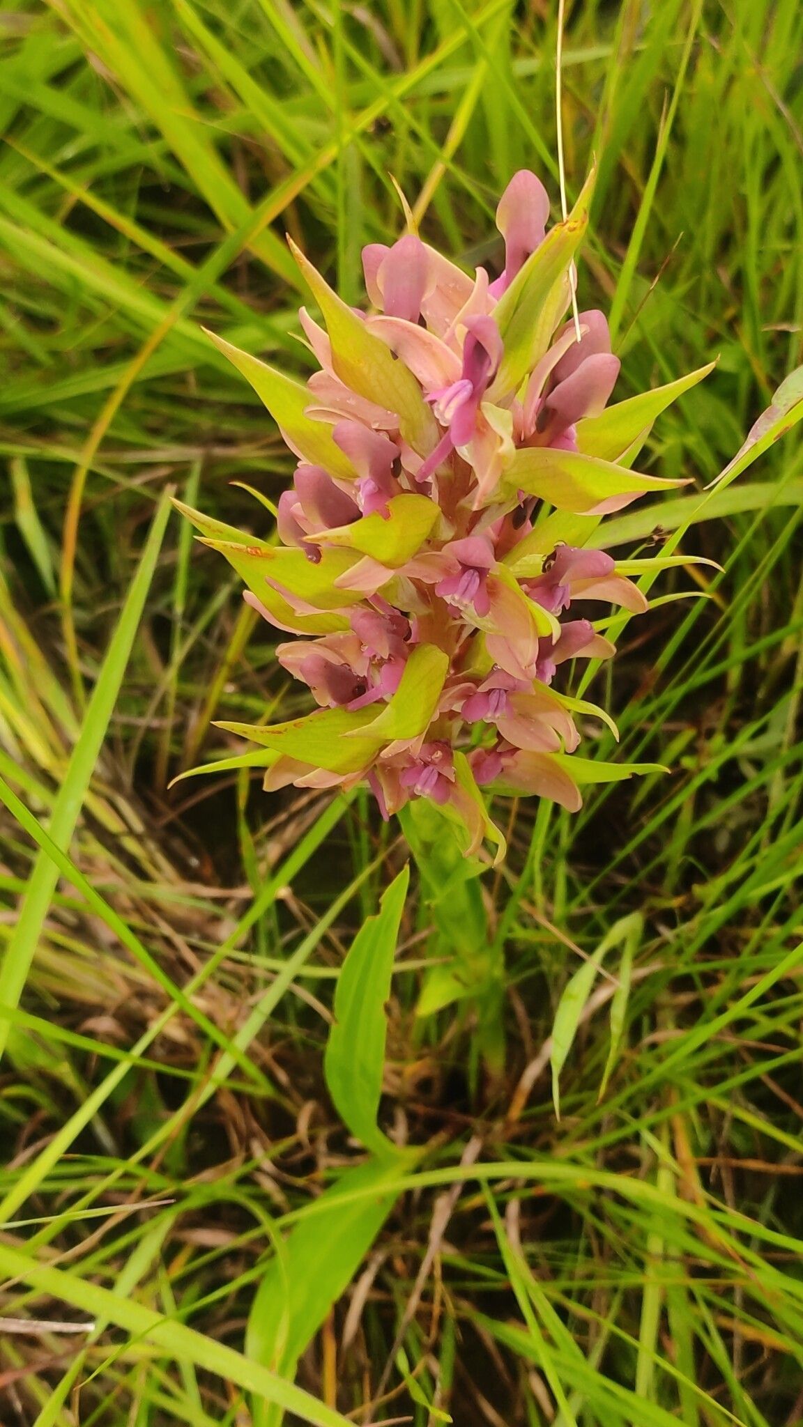 Disa zombica — houseplant care guide