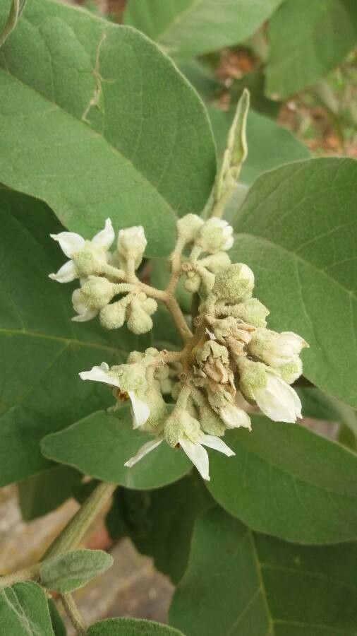 Solanum erianthum flower