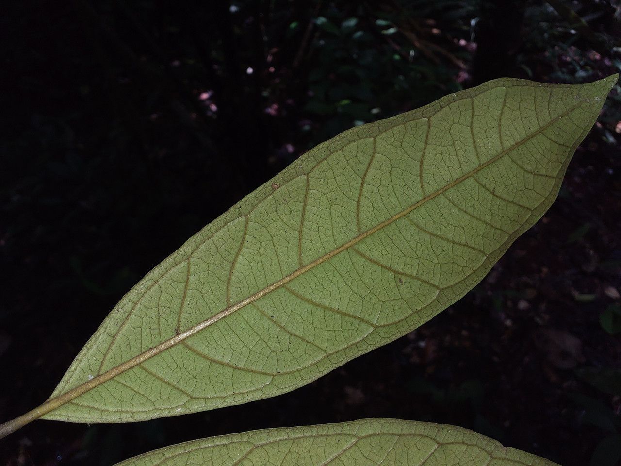Eugenia cupulata leaf