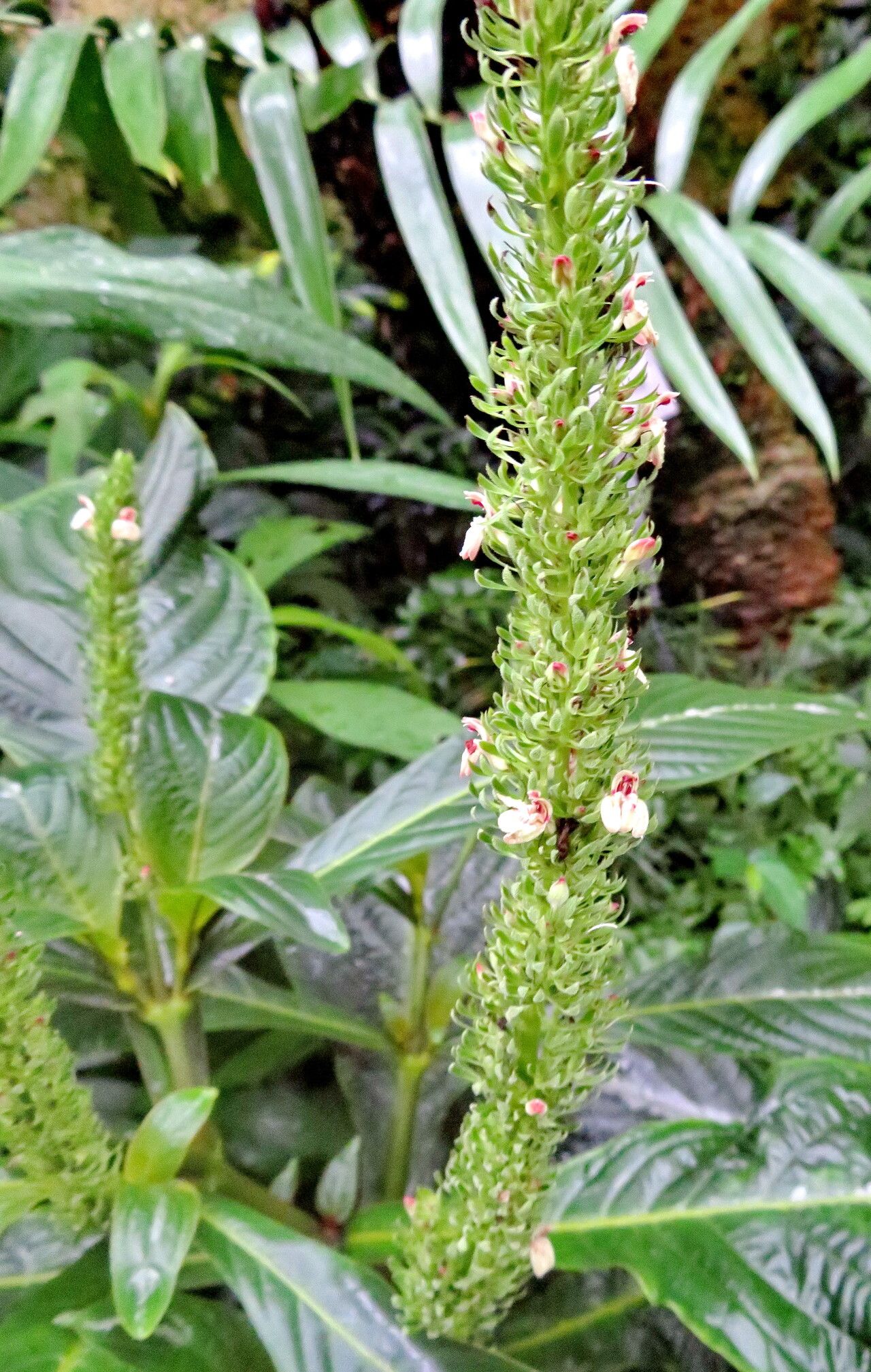 Justicia wasshauseniana flower