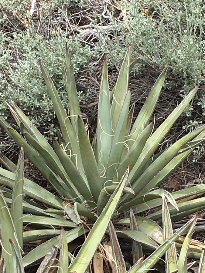 Yucca baccata