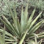 Yucca baccata