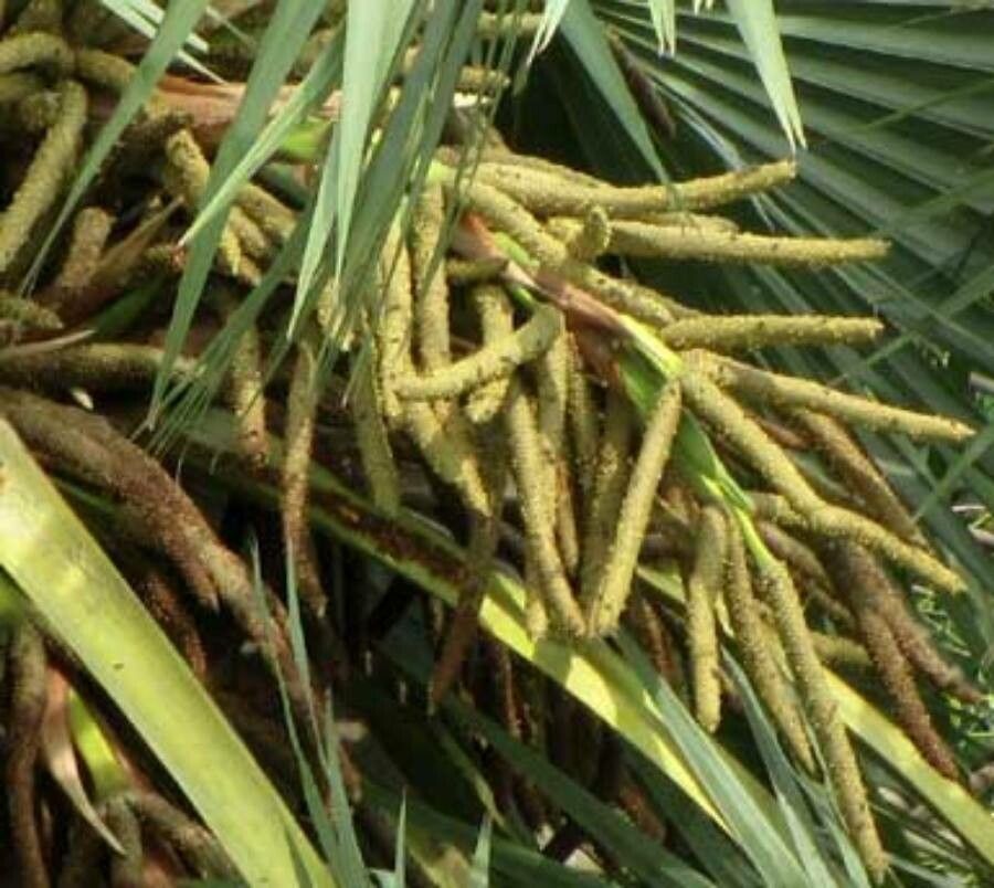 Borassus flabellifer flower