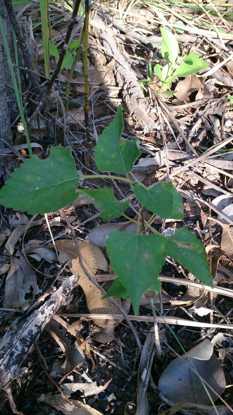 Premna acuminata — related species from the same genus