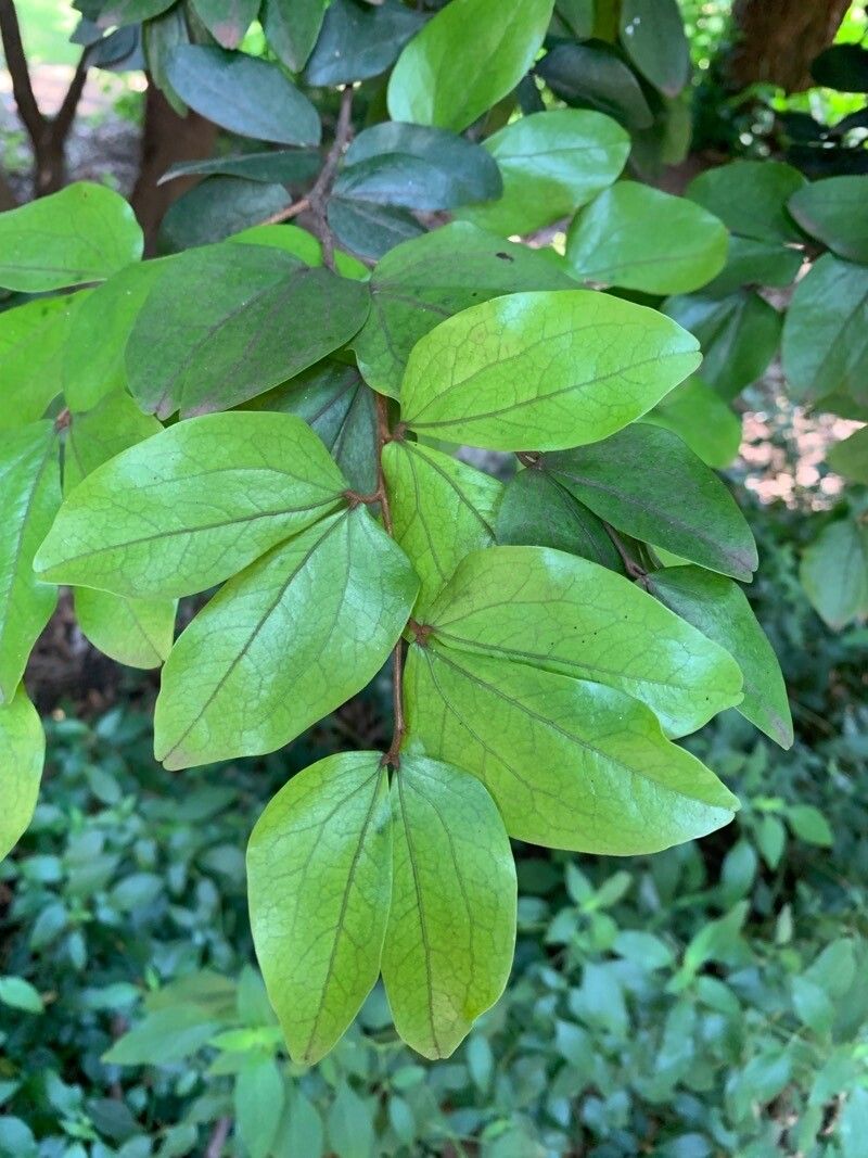 Cynometra marleneae — houseplant care guide