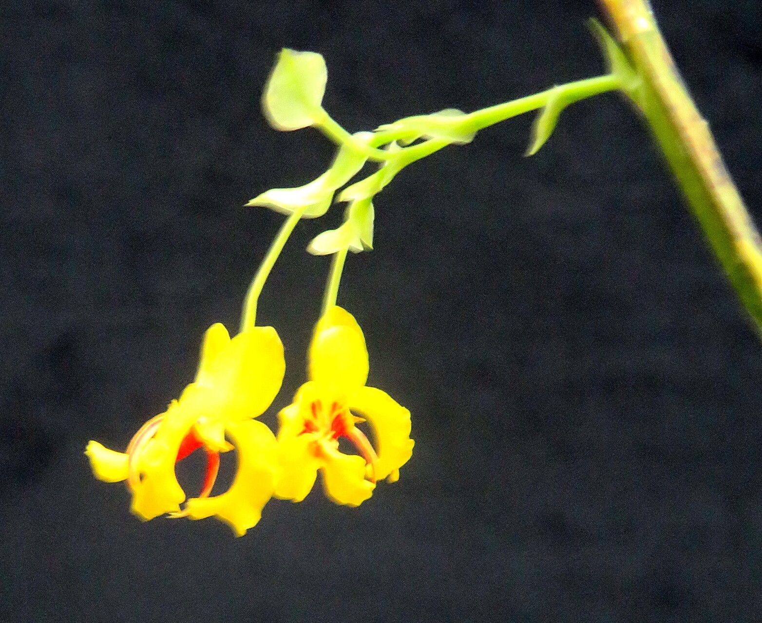Lockhartia imbricata flower