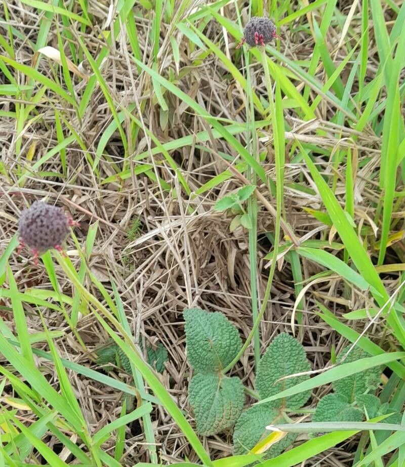 Hyptis comaroides habit