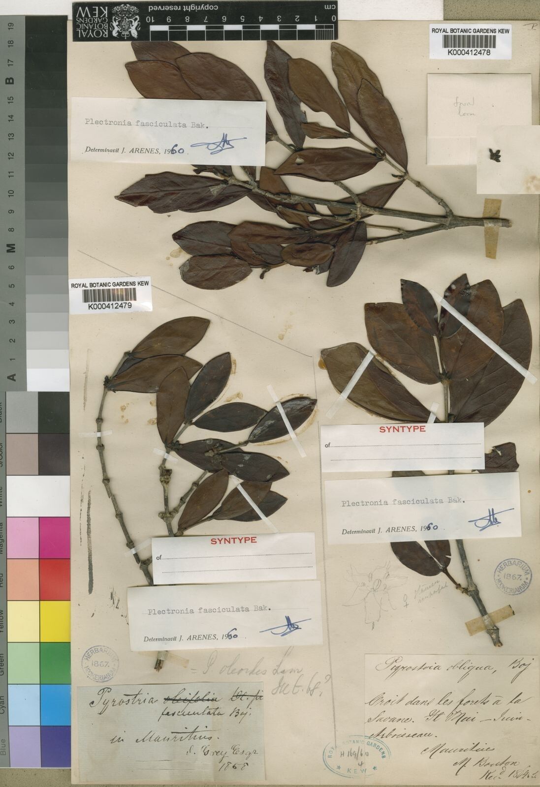 Pyrostria fasciculata — houseplant care guide