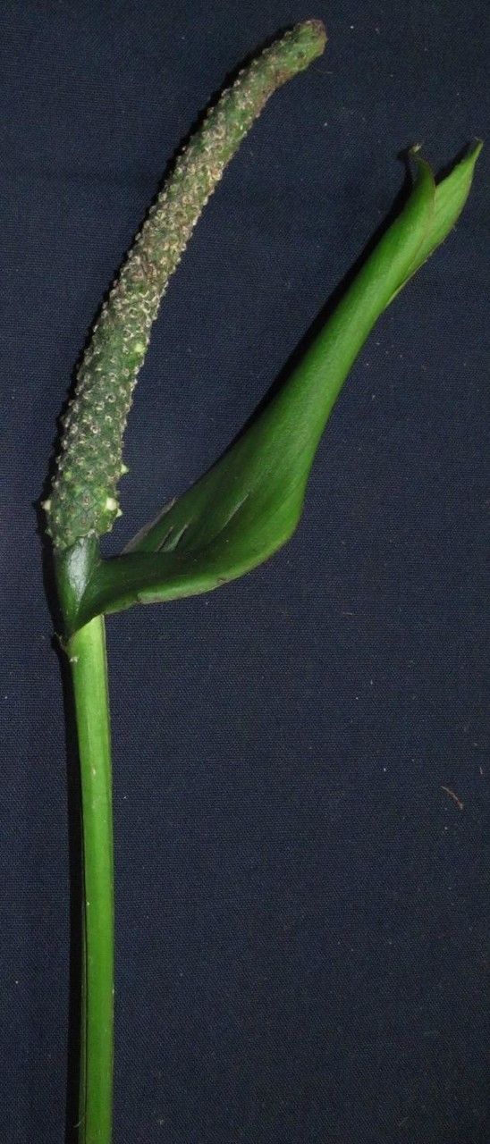 Anthurium michelii fruit