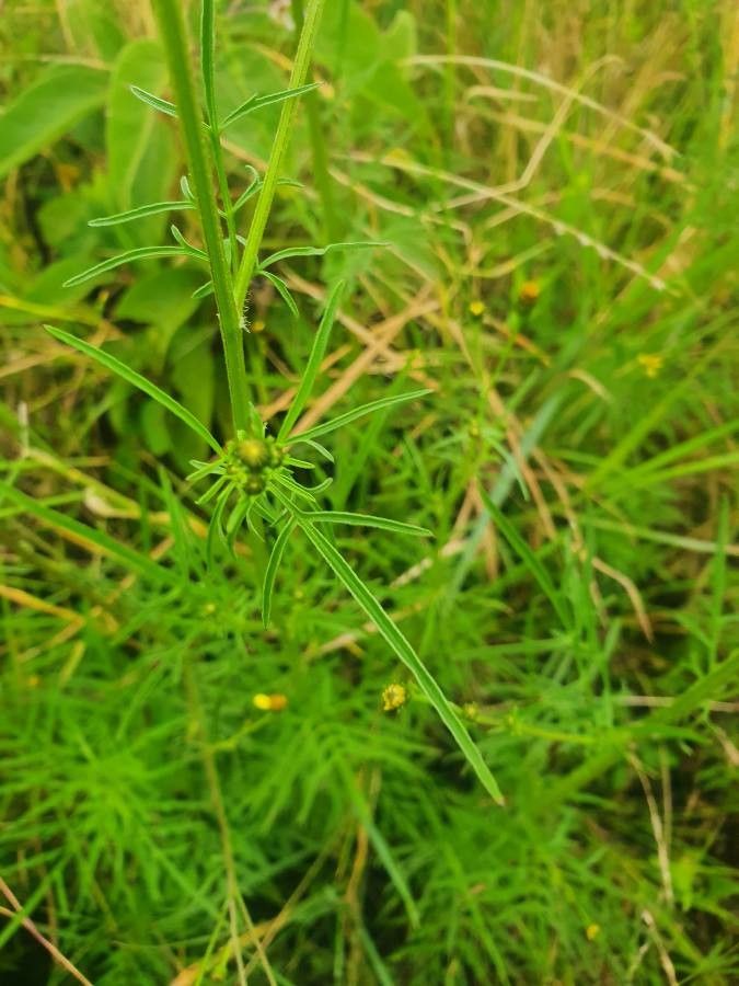 Bidens hildebrandtii — search result for 'Bidens'