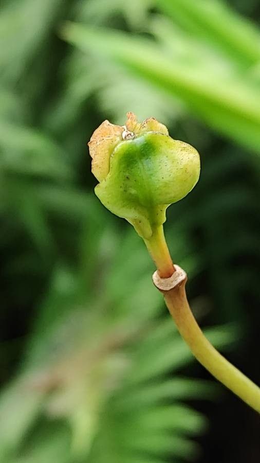 Zingiber mioga fruit