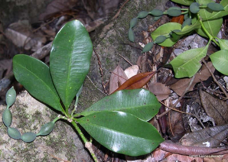 Alyxia baillonii — related species from the same genus