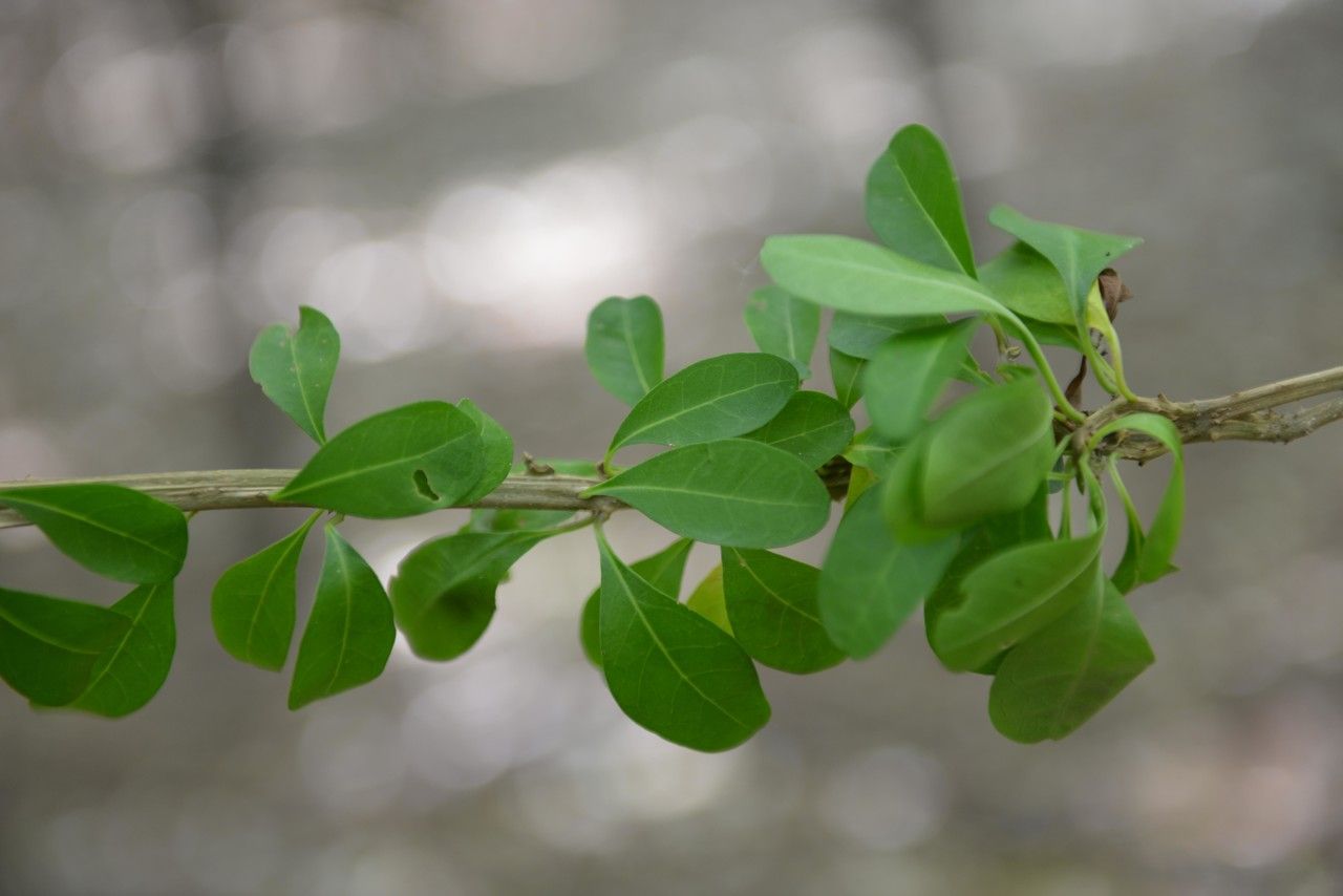 Volkameria pittieri — houseplant care guide