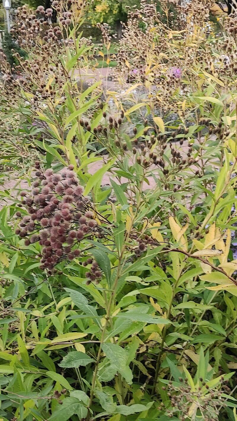 Veronica crinita habit