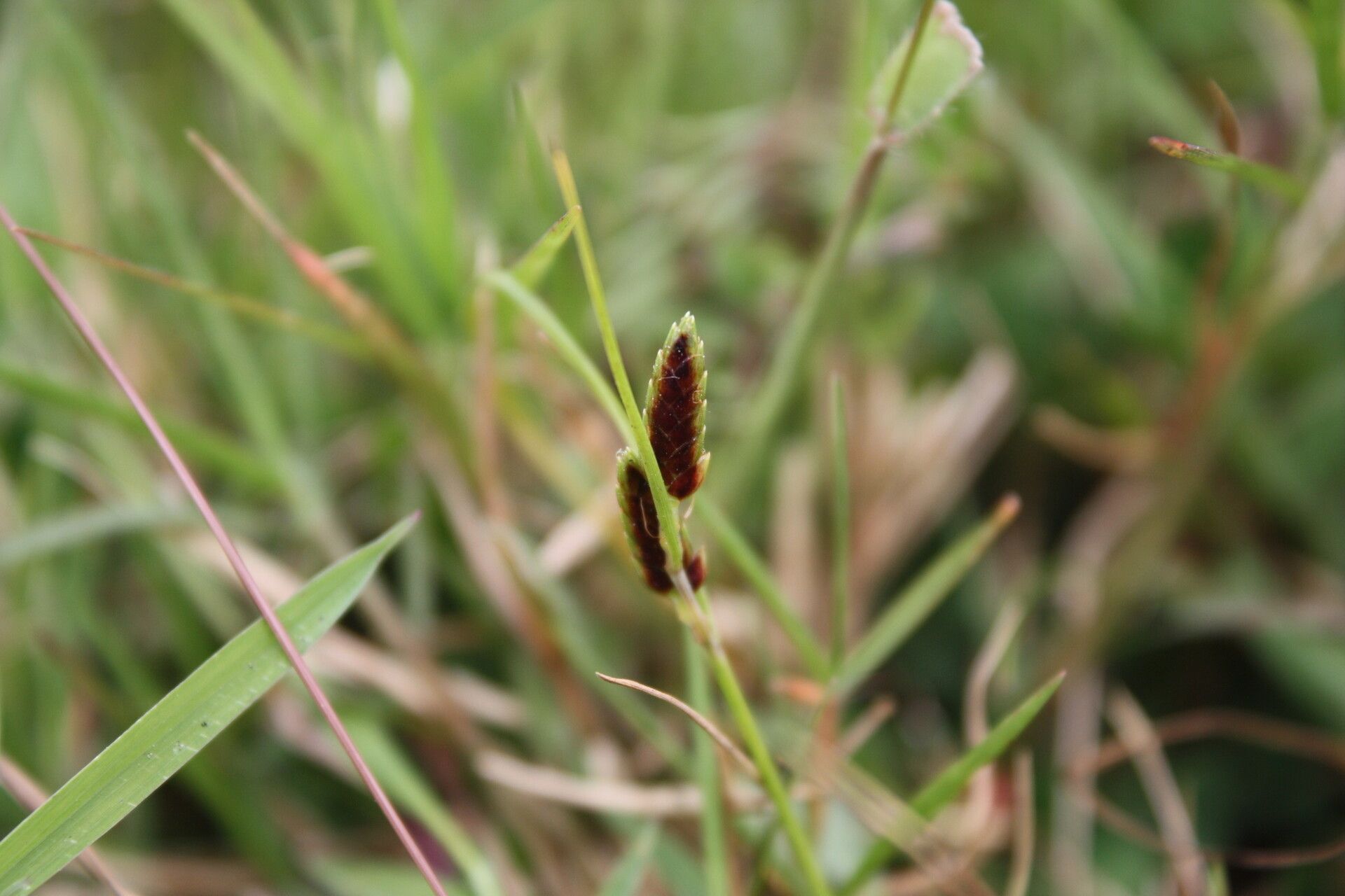 Cyperus divulsus — houseplant care guide