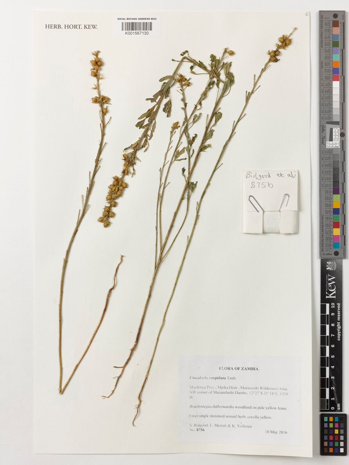 Crotalaria cuspidata — houseplant care guide