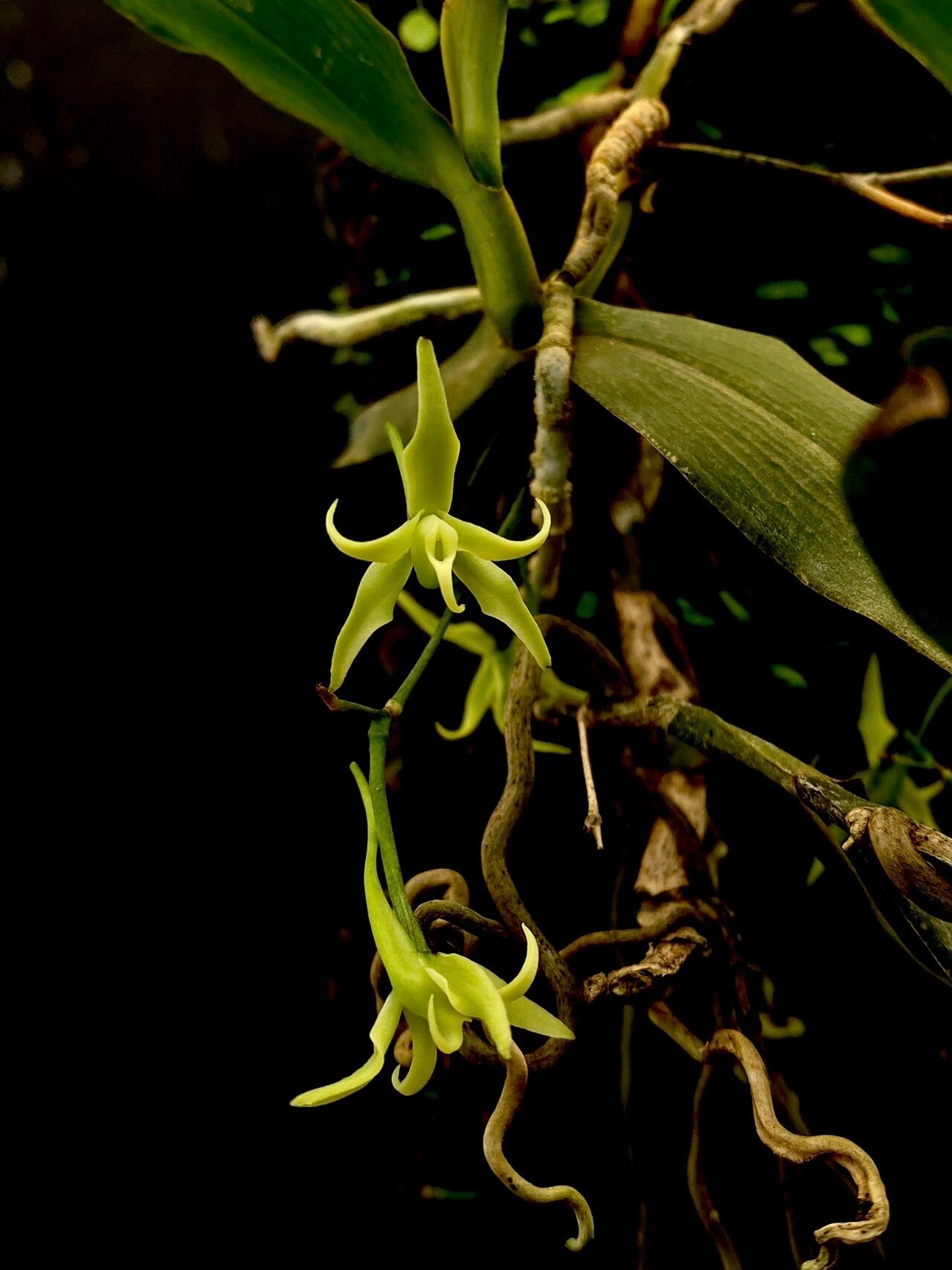Angraecum firthii — houseplant care guide