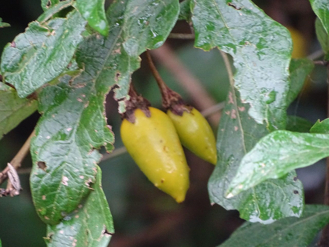 Solanum phoxocarpum fruit