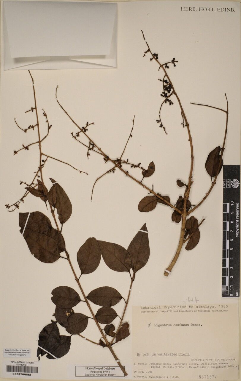 Ligustrum confusum other