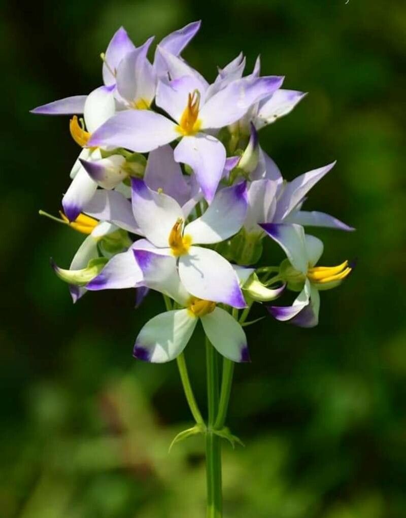 Exacum tetragonum — houseplant care guide