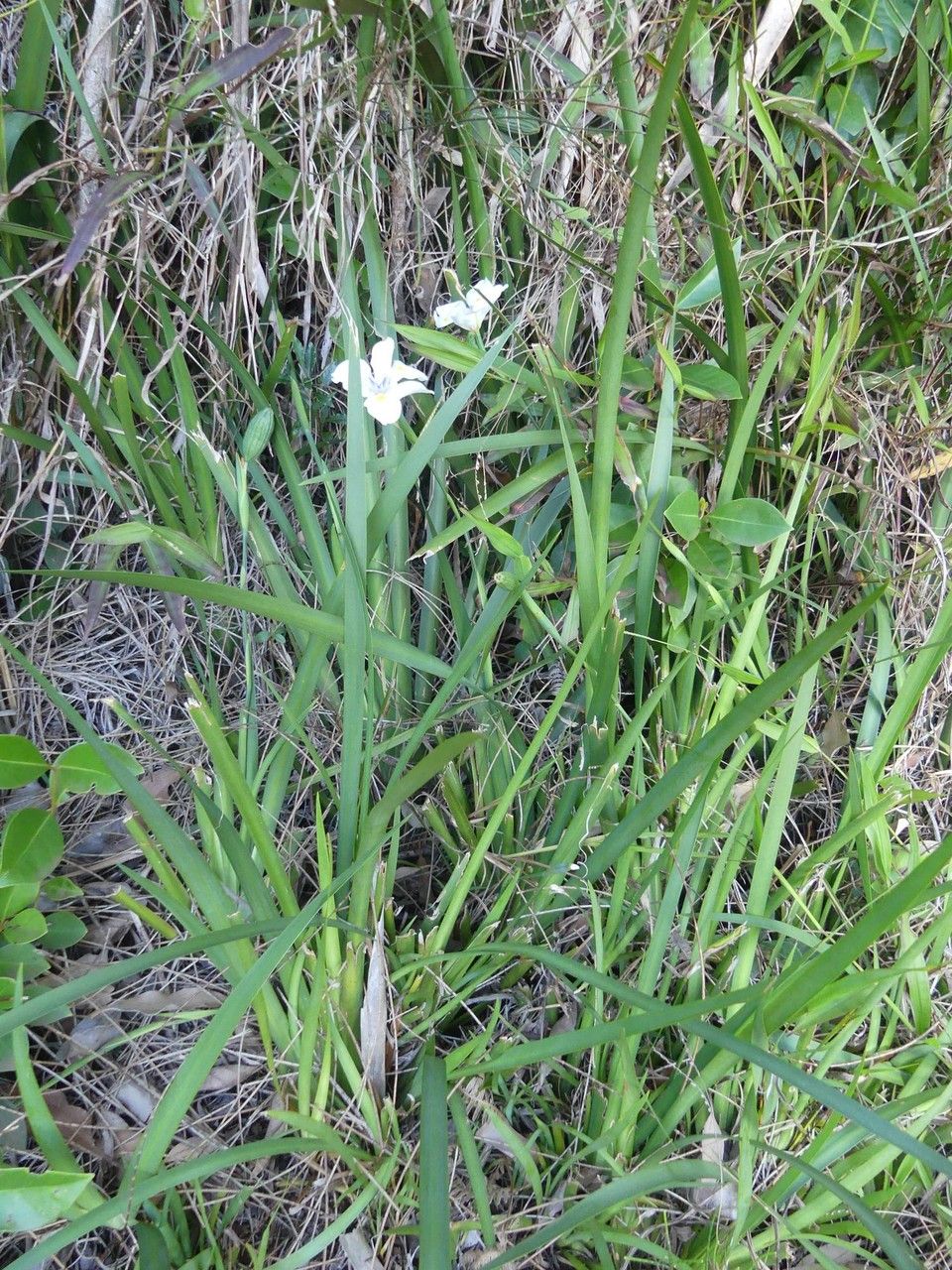 Dietes iridioides habit