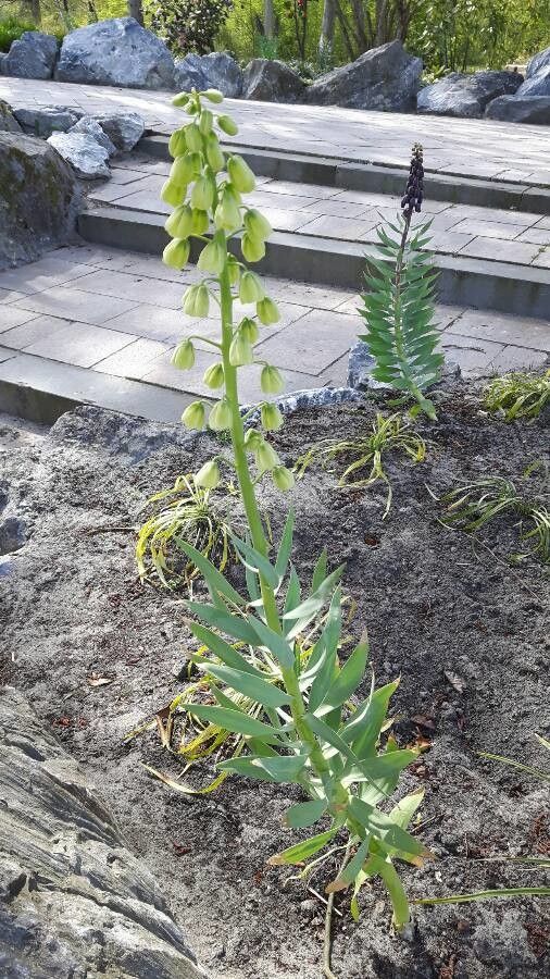 Fritillaria persica fruit