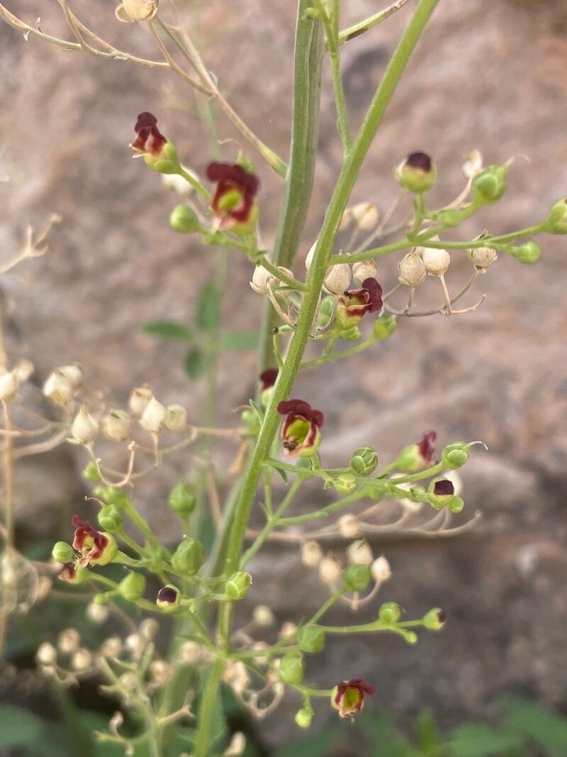 Scrophularia glabrata flower