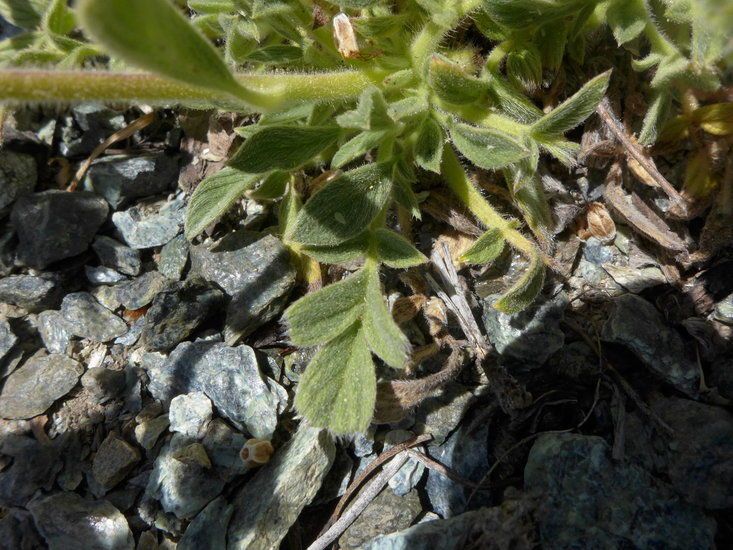 Phacelia corymbosa — houseplant care guide