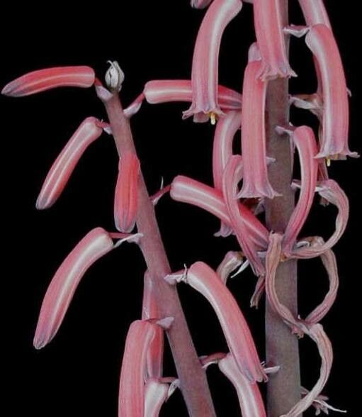 Gonialoe variegata flower
