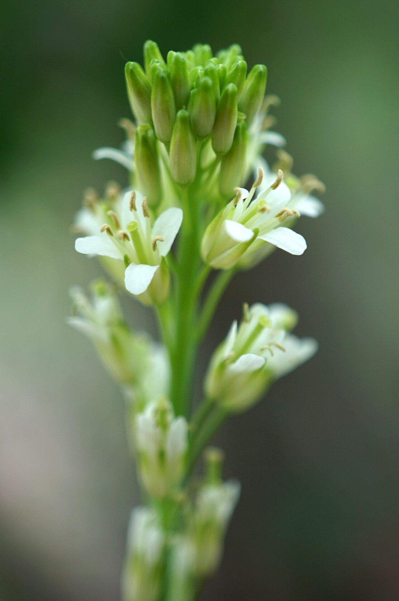 Arabis sagittata flower