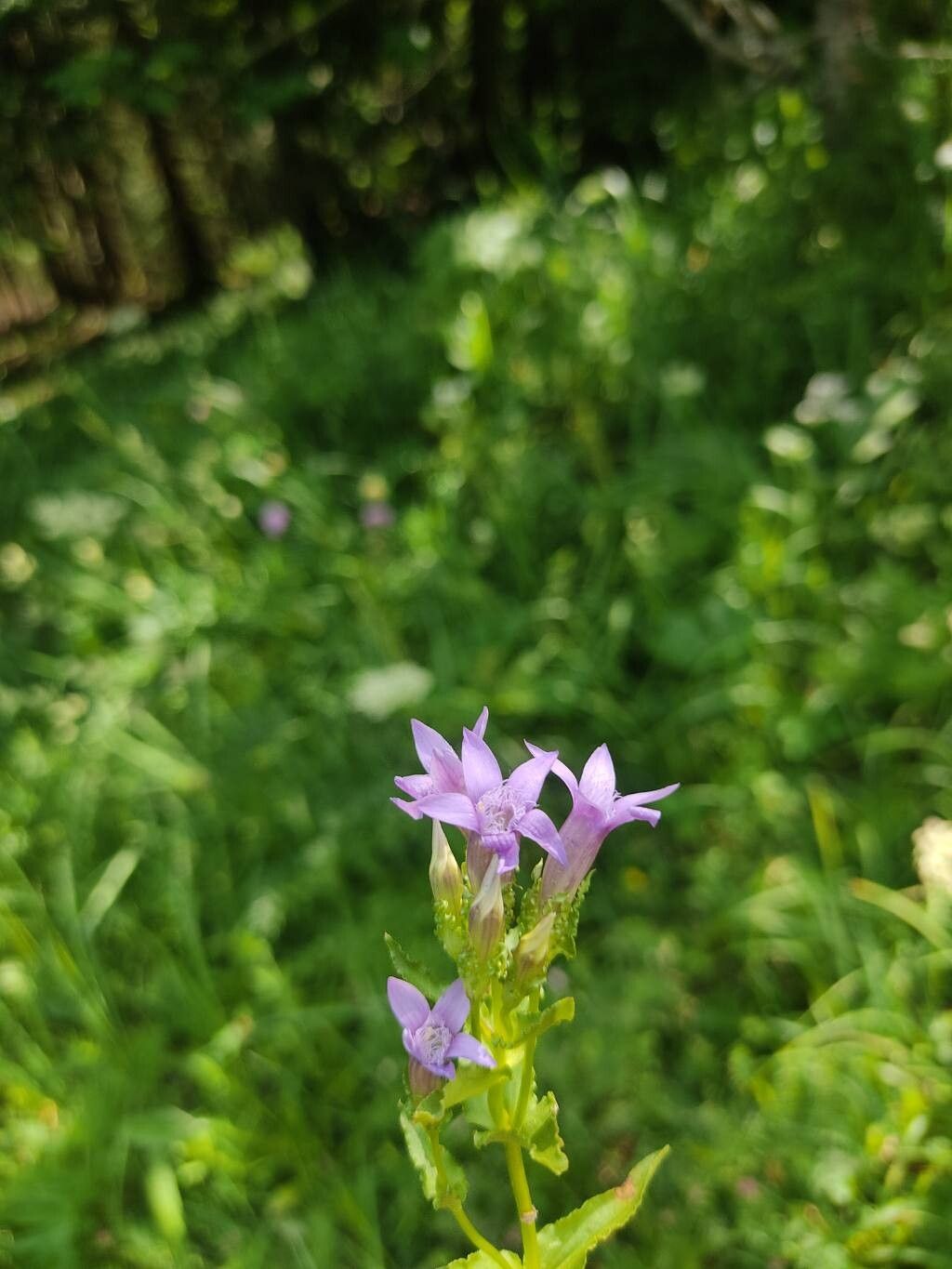 Gentianella crispata — search result for 'Gentianella'