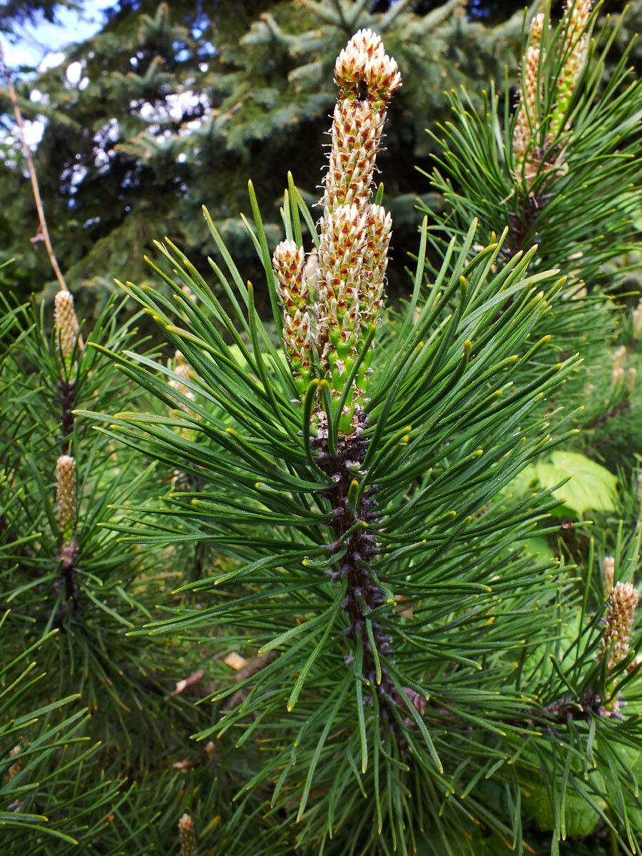 Pinus muricata — search result for 'Pinus'