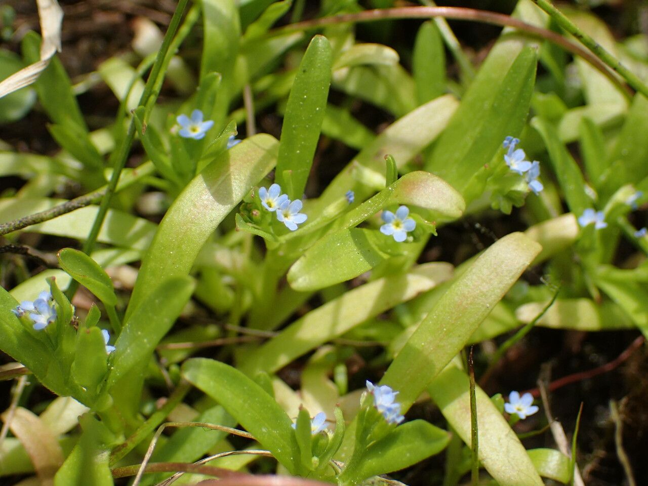 Myosotis sicula leaf