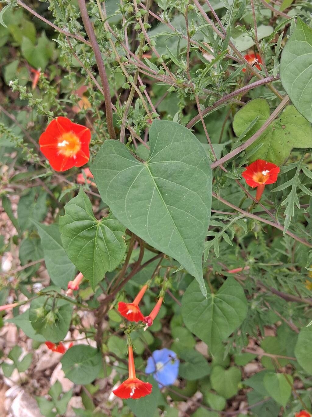 Ipomoea coccinea other