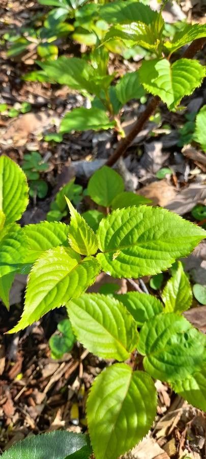 Stachyurus chinensis leaf