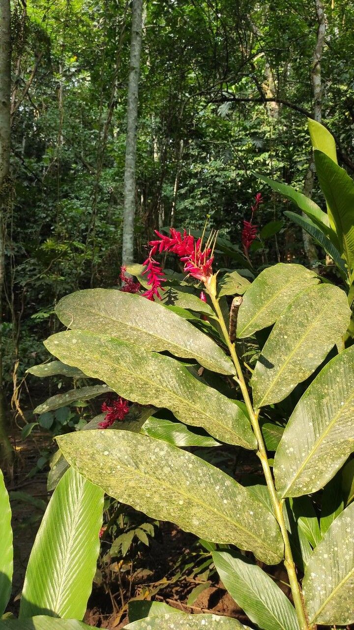Alpinia purpurata