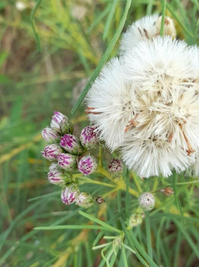 Vernonanthura nudiflora other