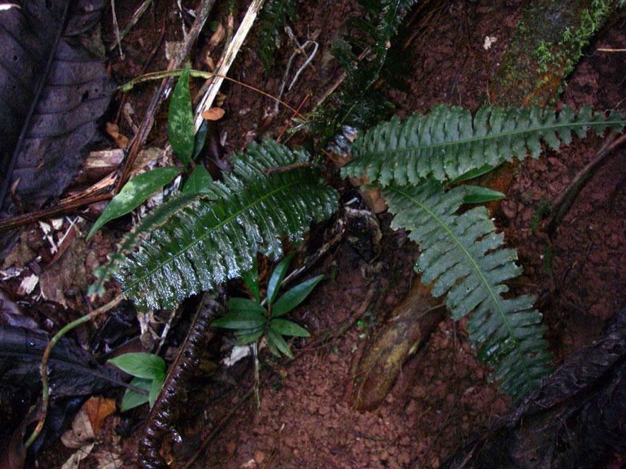 Trichomanes diversifrons — houseplant care guide