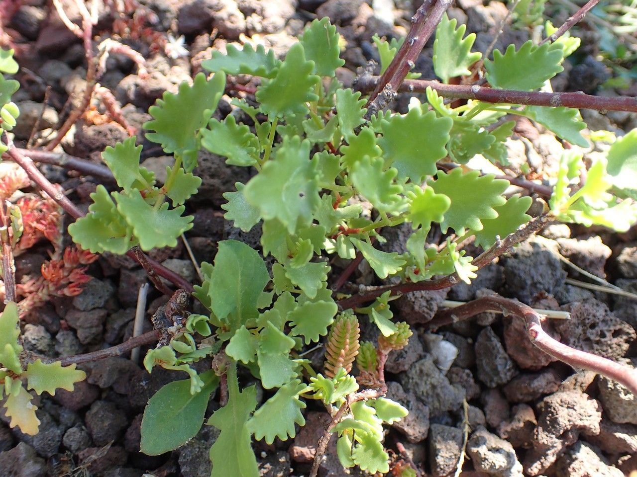 Hylotelephium populifolium leaf